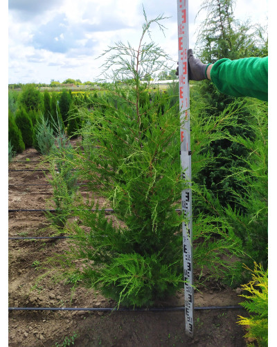 Ялівець віргінський Канаерті | Juniperus virginiana Сanaertii | Можжевельник виргинский Канаэрти