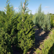 Ялівець віргінський Канаерті | Juniperus virginiana Сanaertii | Можжевельник виргинский Канаэрти