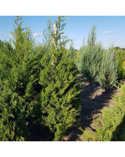 Ялівець віргінський Канаерті | Juniperus virginiana Сanaertii | Можжевельник виргинский Канаэрти