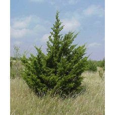 Ялівець віргінський Канаерті | Juniperus virginiana Сanaertii | Можжевельник виргинский Канаэрти