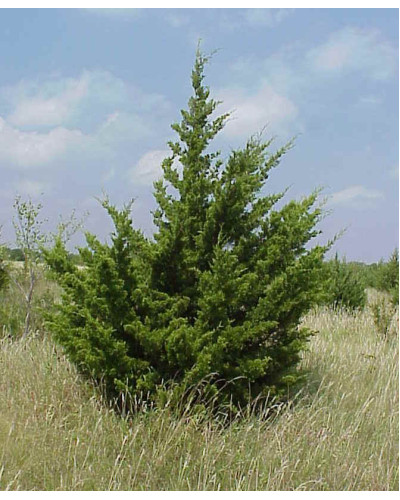 Ялівець віргінський Канаерті | Juniperus virginiana Сanaertii | Можжевельник виргинский Канаэрти
