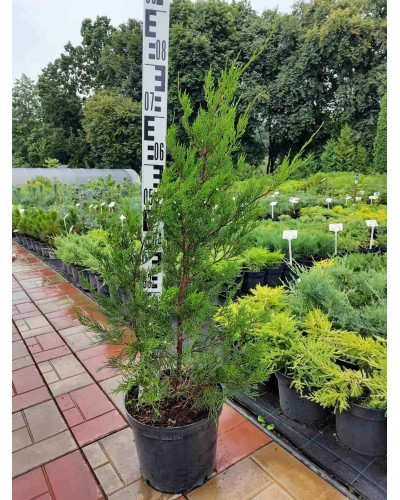 Ялівець віргінський Канаерті | Juniperus virginiana Сanaertii | Можжевельник виргинский Канаэрти