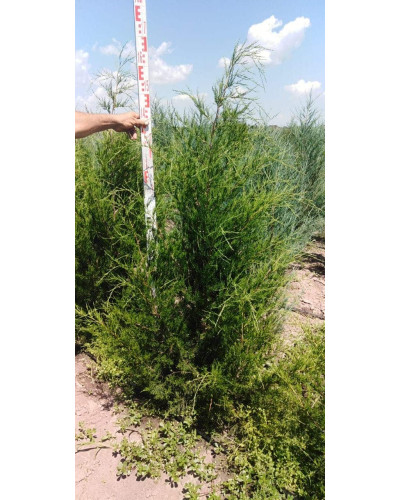 Ялівець віргінський Канаерті | Juniperus virginiana Сanaertii | Можжевельник виргинский Канаэрти