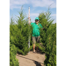 Ялівець віргінський Канаерті | Juniperus virginiana Сanaertii | Можжевельник виргинский Канаэрти