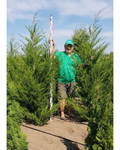 Ялівець віргінський Канаерті | Juniperus virginiana Сanaertii | Можжевельник виргинский Канаэрти