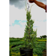 Ялівець віргінський Канаерті | Juniperus virginiana Сanaertii | Можжевельник виргинский Канаэрти