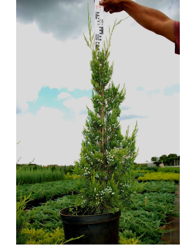 Ялівець віргінський Канаерті | Juniperus virginiana Сanaertii | Можжевельник виргинский Канаэрти