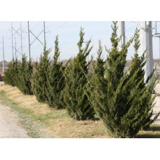Ялівець віргінський Канаерті | Juniperus virginiana Сanaertii | Можжевельник виргинский Канаэрти