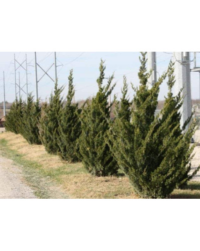 Ялівець віргінський Канаерті | Juniperus virginiana Сanaertii | Можжевельник виргинский Канаэрти