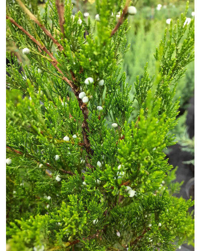 Ялівець віргінський Канаерті | Juniperus virginiana Сanaertii | Можжевельник виргинский Канаэрти