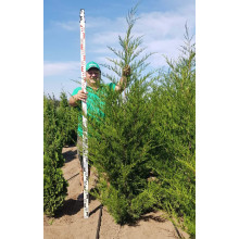 Ялівець віргінський Канаерті | Juniperus virginiana Сanaertii | Можжевельник виргинский Канаэрти