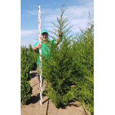 Ялівець віргінський Канаерті | Juniperus virginiana Сanaertii | Можжевельник виргинский Канаэрти