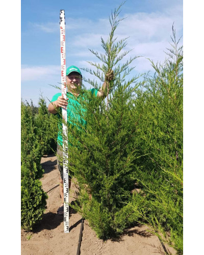 Ялівець віргінський Канаерті | Juniperus virginiana Сanaertii | Можжевельник виргинский Канаэрти