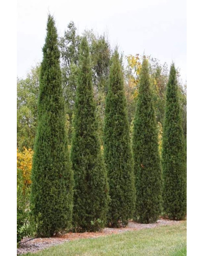 Ялівець віргінський Канаерті | Juniperus virginiana Сanaertii | Можжевельник виргинский Канаэрти