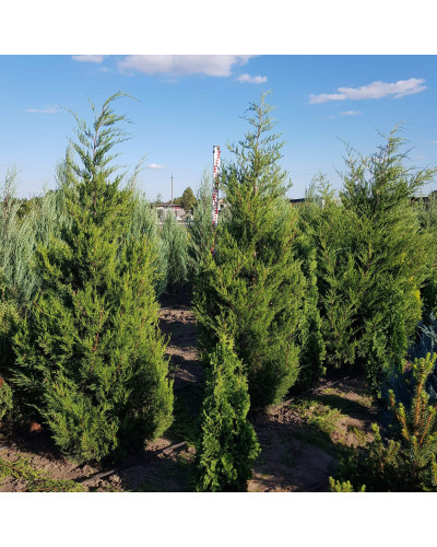 Ялівець віргінський Канаерті | Juniperus virginiana Сanaertii | Можжевельник виргинский Канаэрти