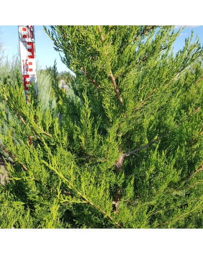 Ялівець віргінський Канаерті | Juniperus virginiana Сanaertii | Можжевельник виргинский Канаэрти