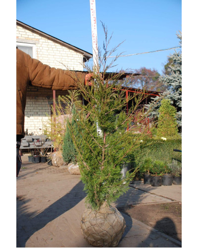 Ялівець віргінський Канаерті | Juniperus virginiana Сanaertii | Можжевельник виргинский Канаэрти