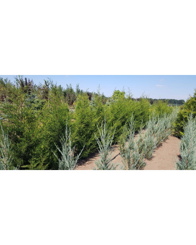 Ялівець віргінський Канаерті | Juniperus virginiana Сanaertii | Можжевельник виргинский Канаэрти