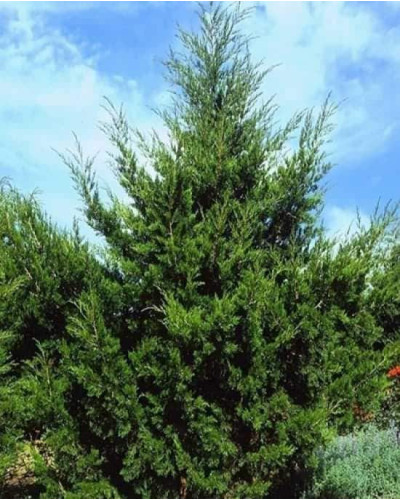 Ялівець віргінський Канаерті | Juniperus virginiana Сanaertii | Можжевельник виргинский Канаэрти
