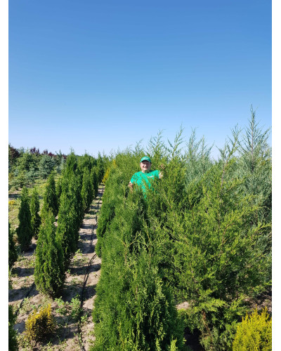 Ялівець віргінський Канаерті | Juniperus virginiana Сanaertii | Можжевельник виргинский Канаэрти