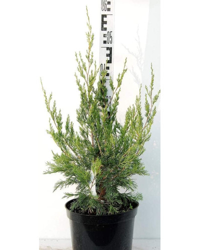 Ялівець віргінський Канаерті | Juniperus virginiana Сanaertii | Можжевельник виргинский Канаэрти