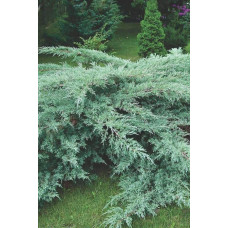 Ялівець віргінський Грей Оул | Juniperus virginiana Grey Owl | Можжевельник виргинский Грей Оул