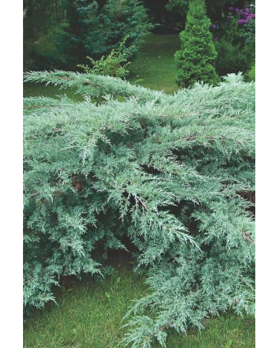 Ялівець віргінський Грей Оул | Juniperus virginiana Grey Owl | Можжевельник виргинский Грей Оул
