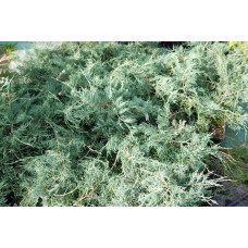 Ялівець віргінський Грей Оул | Juniperus virginiana Grey Owl | Можжевельник виргинский Грей Оул
