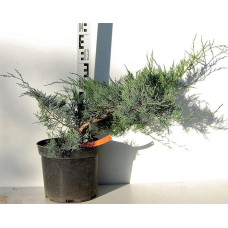 Ялівець віргінський Грей Оул | Juniperus virginiana Grey Owl | Можжевельник виргинский Грей Оул