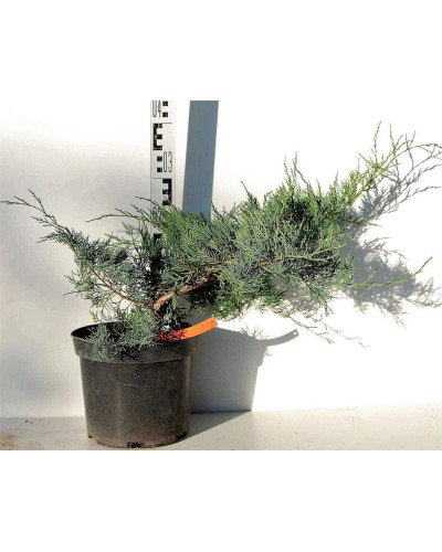 Ялівець віргінський Грей Оул | Juniperus virginiana Grey Owl | Можжевельник виргинский Грей Оул