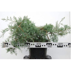 Ялівець віргінський Грей Оул | Juniperus virginiana Grey Owl | Можжевельник виргинский Грей Оул