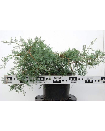 Ялівець віргінський Грей Оул | Juniperus virginiana Grey Owl | Можжевельник виргинский Грей Оул