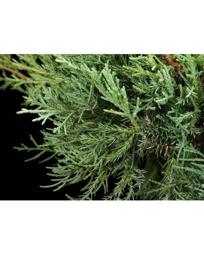 Ялівець віргінський Грей Оул | Juniperus virginiana Grey Owl | Можжевельник виргинский Грей Оул