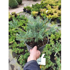 Ялівець віргінський Грей Оул | Juniperus virginiana Grey Owl | Можжевельник виргинский Грей Оул