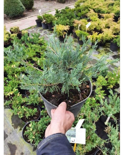 Ялівець віргінський Грей Оул | Juniperus virginiana Grey Owl | Можжевельник виргинский Грей Оул