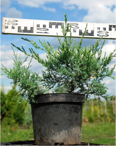 Ялівець віргінський Грей Оул | Juniperus virginiana Grey Owl | Можжевельник виргинский Грей Оул