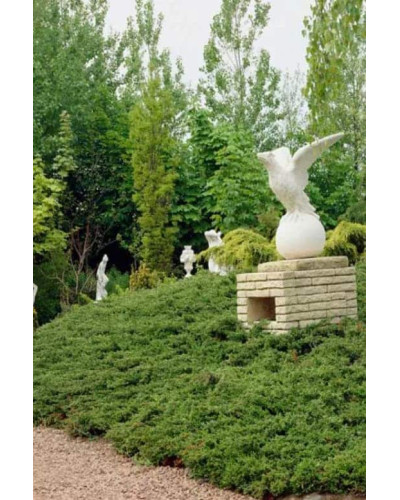 Ялівець береговий Шлягер | Juniperus conferta Schlager | Можжевельник прибрежный Шлягер