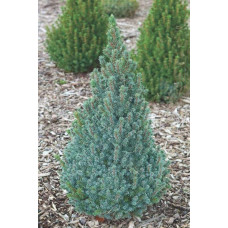 Ялина канадська Сандерс Блю | Picea glauca Sanders Blue | Ель канадская Сандерс Блю