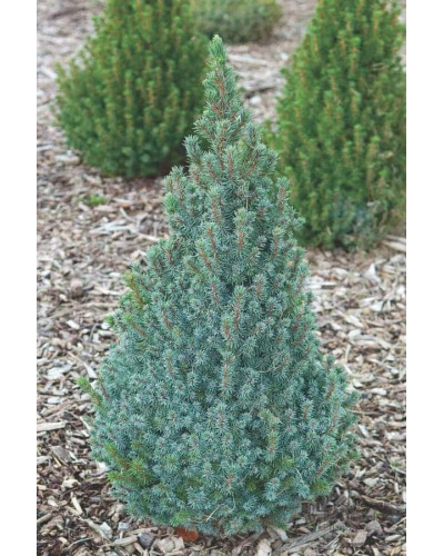 Ялина канадська Сандерс Блю | Picea glauca Sanders Blue | Ель канадская Сандерс Блю
