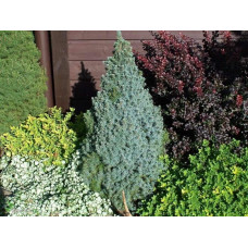 Ялина канадська Сандерс Блю | Picea glauca Sanders Blue | Ель канадская Сандерс Блю