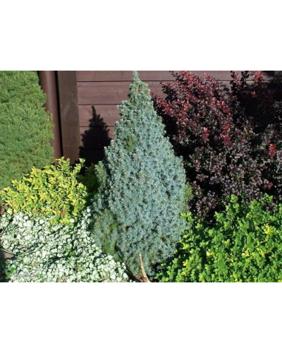 Ялина канадська Сандерс Блю | Picea glauca Sanders Blue | Ель канадская Сандерс Блю