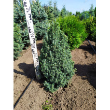 Ялина канадська Сандерс Блю | Picea glauca Sanders Blue | Ель канадская Сандерс Блю