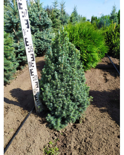 Ялина канадська Сандерс Блю | Picea glauca Sanders Blue | Ель канадская Сандерс Блю