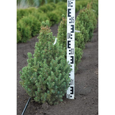 Ялина канадська Сандерс Блю | Picea glauca Sanders Blue | Ель канадская Сандерс Блю