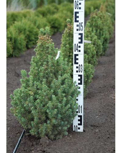 Ялина канадська Сандерс Блю | Picea glauca Sanders Blue | Ель канадская Сандерс Блю