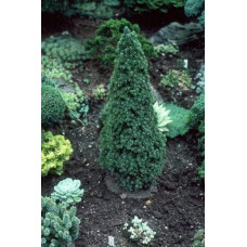 Ялина канадська Сандерс Блю | Picea glauca Sanders Blue | Ель канадская Сандерс Блю