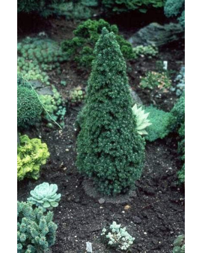 Ялина канадська Сандерс Блю | Picea glauca Sanders Blue | Ель канадская Сандерс Блю