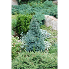 Ялина канадська Сандерс Блю | Picea glauca Sanders Blue | Ель канадская Сандерс Блю