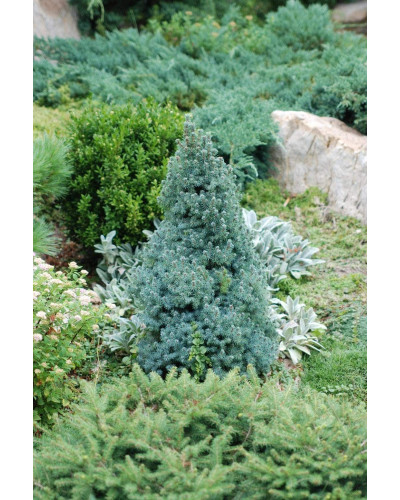 Ялина канадська Сандерс Блю | Picea glauca Sanders Blue | Ель канадская Сандерс Блю