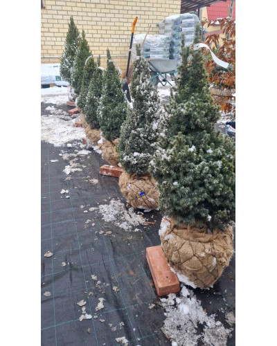Ялина канадська Сандерс Блю | Picea glauca Sanders Blue | Ель канадская Сандерс Блю